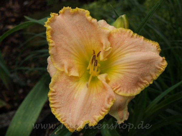 Daylily Ruth Gordon