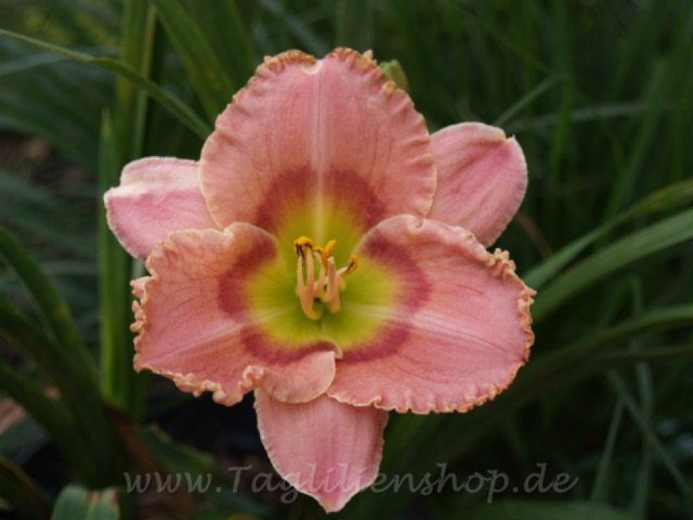 Daylily San Luis Regal