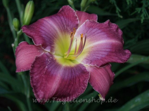 Taglilie Searching For Blue