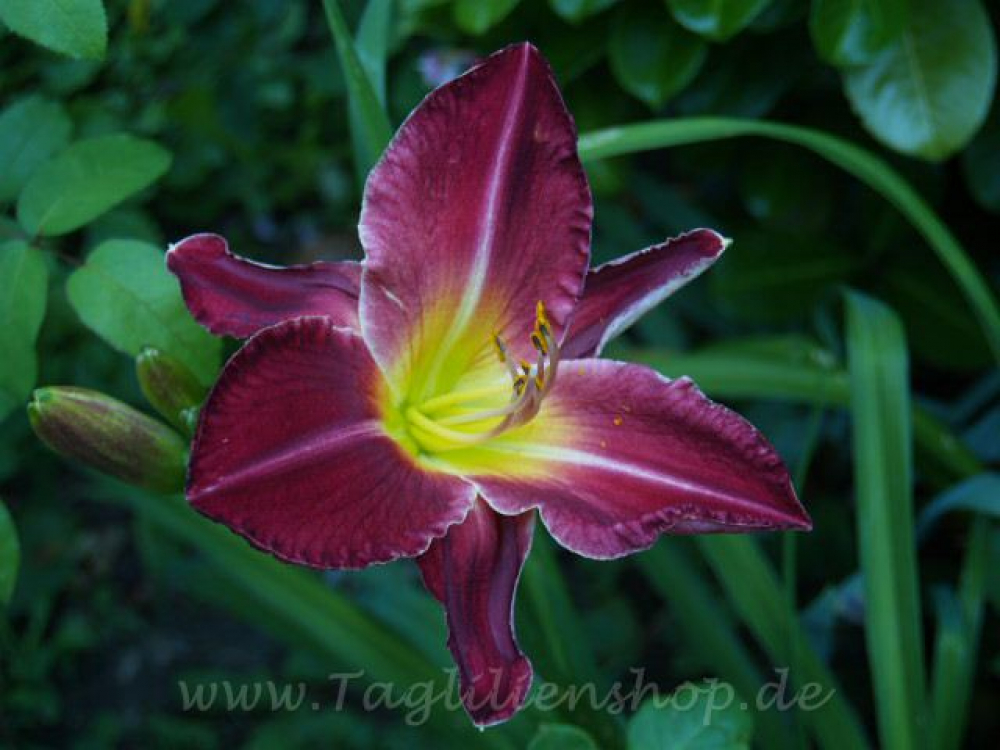 Taglilie Silk Mystique