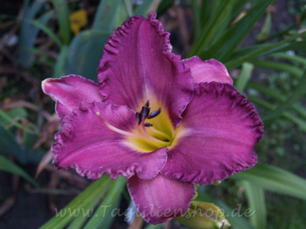 Taglilie Silversmith