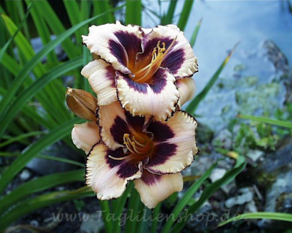 Daylily Sister Grace