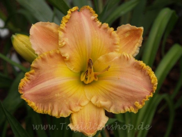 Taglilie Spacecoast Passion Released