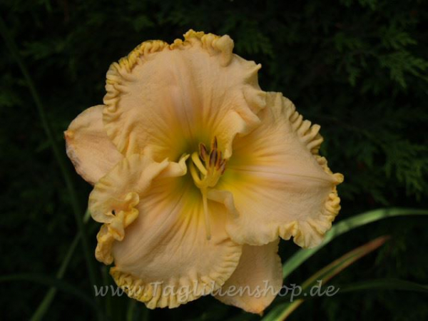 Daylily Spotswood Box