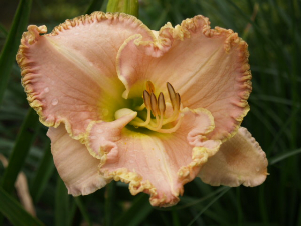 Daylily Sweet Tranquility