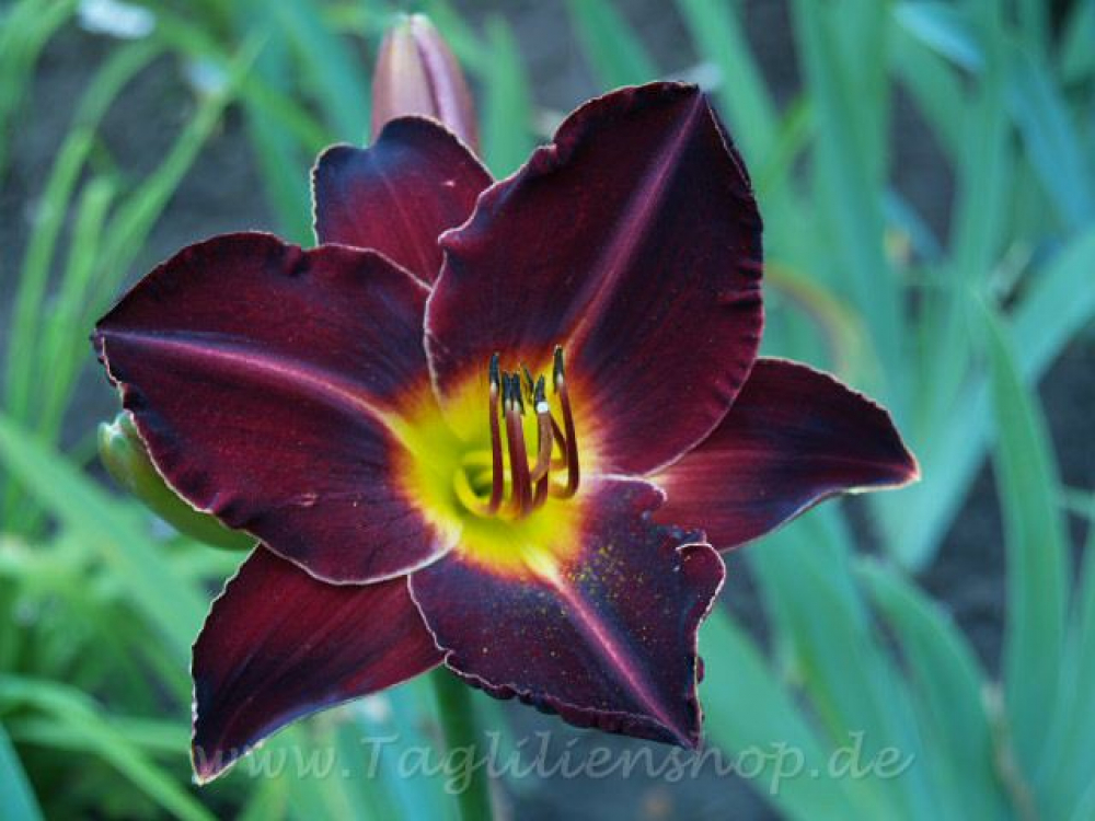 Taglilie Transavantguardia