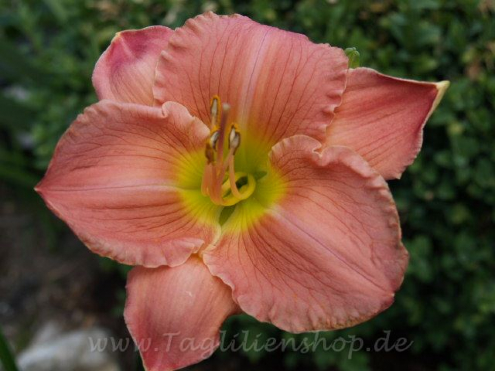 Taglilie Watson Park Perfection