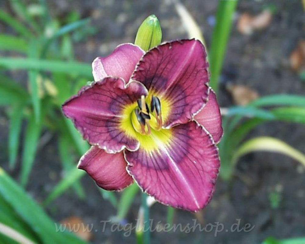 Daylily West Coast Blues