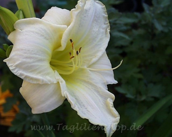 Taglilie White Temptation