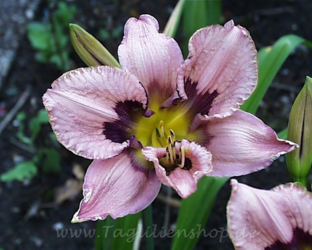 Taglilie Winyah Butterfly